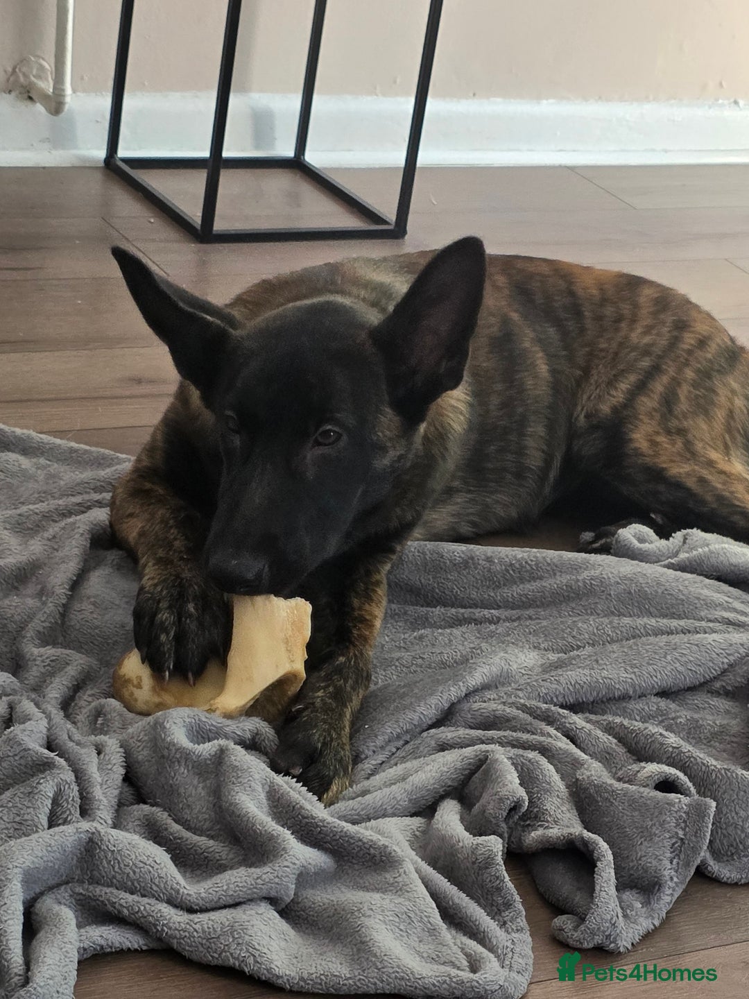 German Shepherd dogs for sale: Dutch herder female 5 months  - Image 4