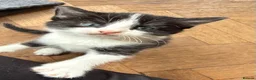 Mixed Breed cats for sale: Beautiful litter of kittens  - Advert 4