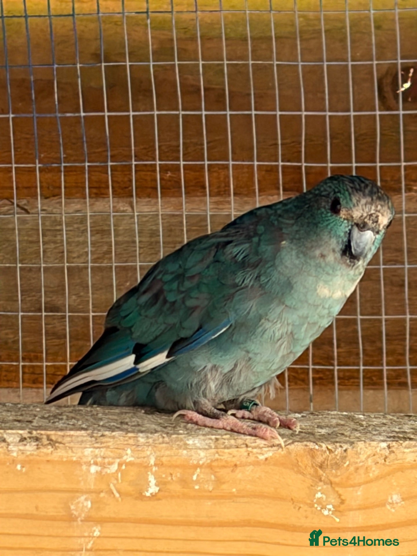 Parakeets birds Kakariki, spare hen, 6 months old - Advert 2