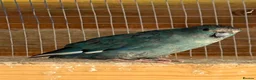 Parakeets birds for sale: Young colony of kakarikis  - Advert 6
