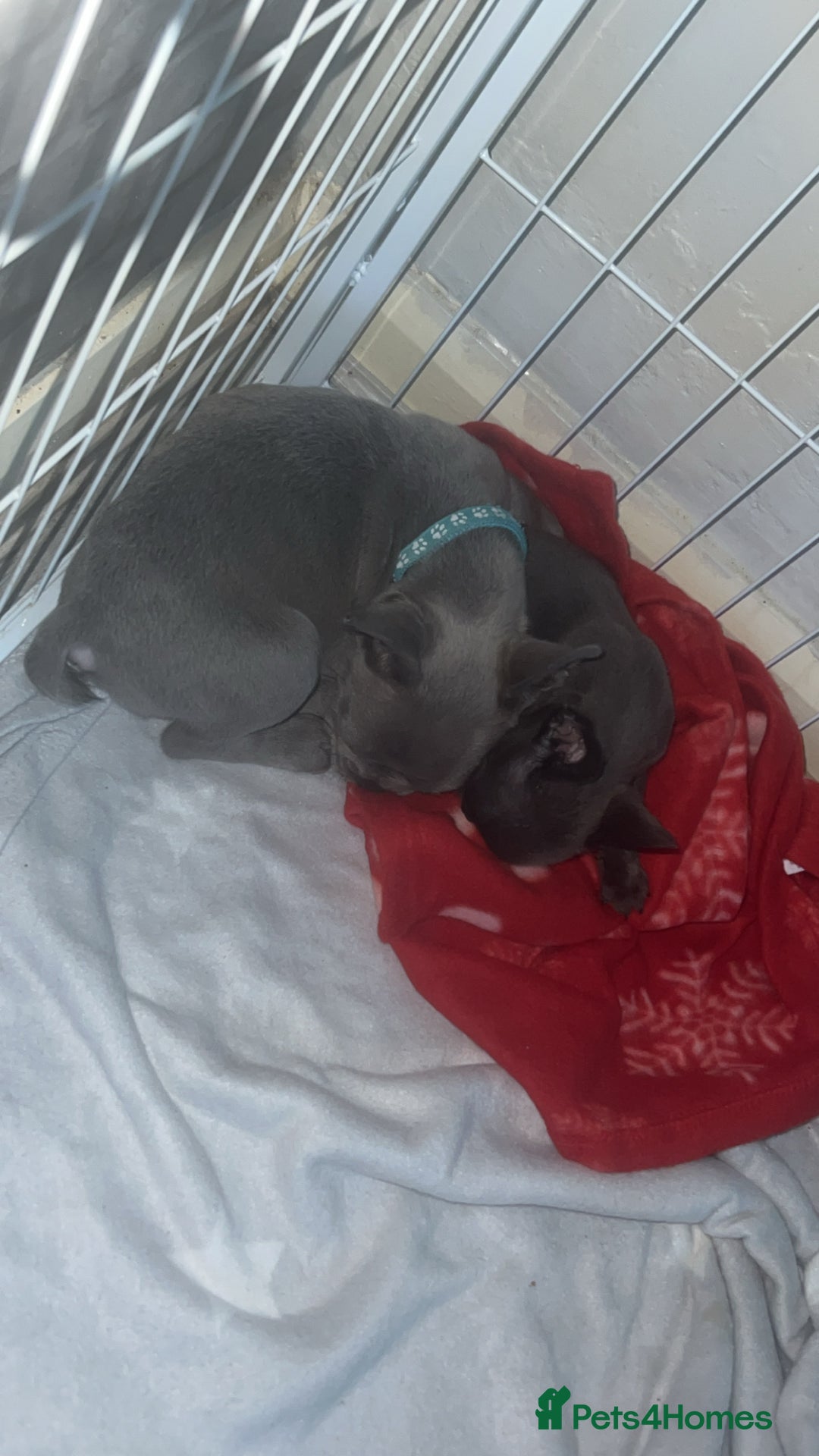 French Bulldog dogs for sale: 1 male french bulldog  - Advert 2