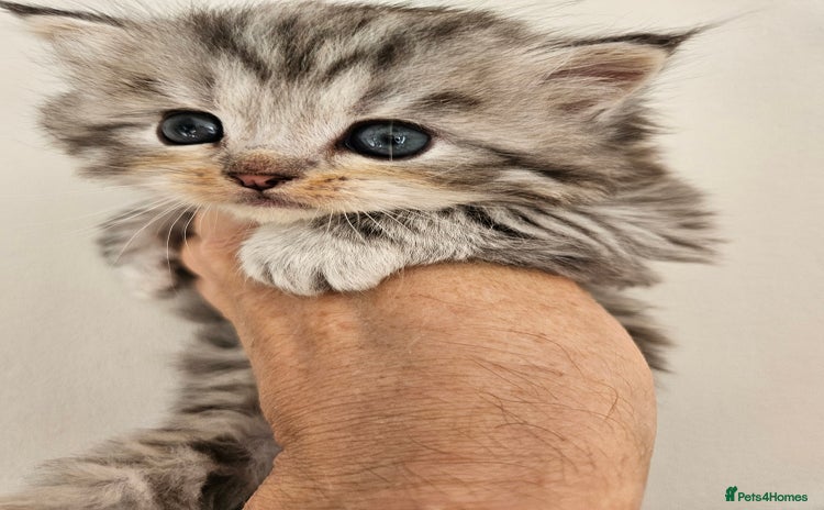 Mixed Breed cats - Advert 5