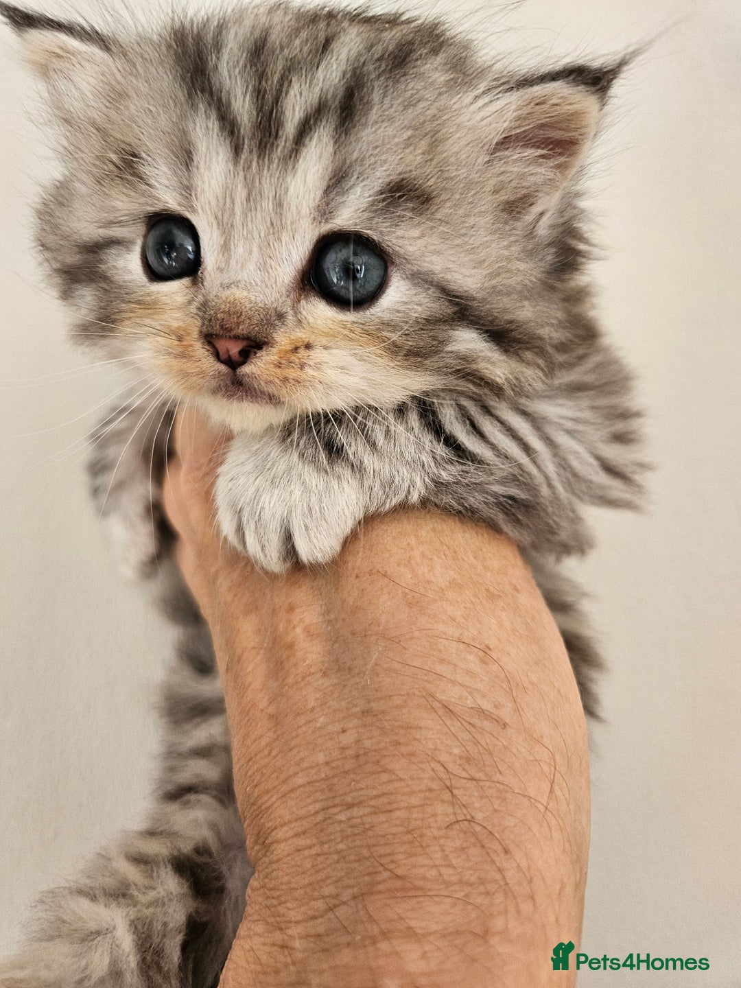 Mixed Breed cats for sale: Adorable Fluffy Chunky Kittens - Image 1