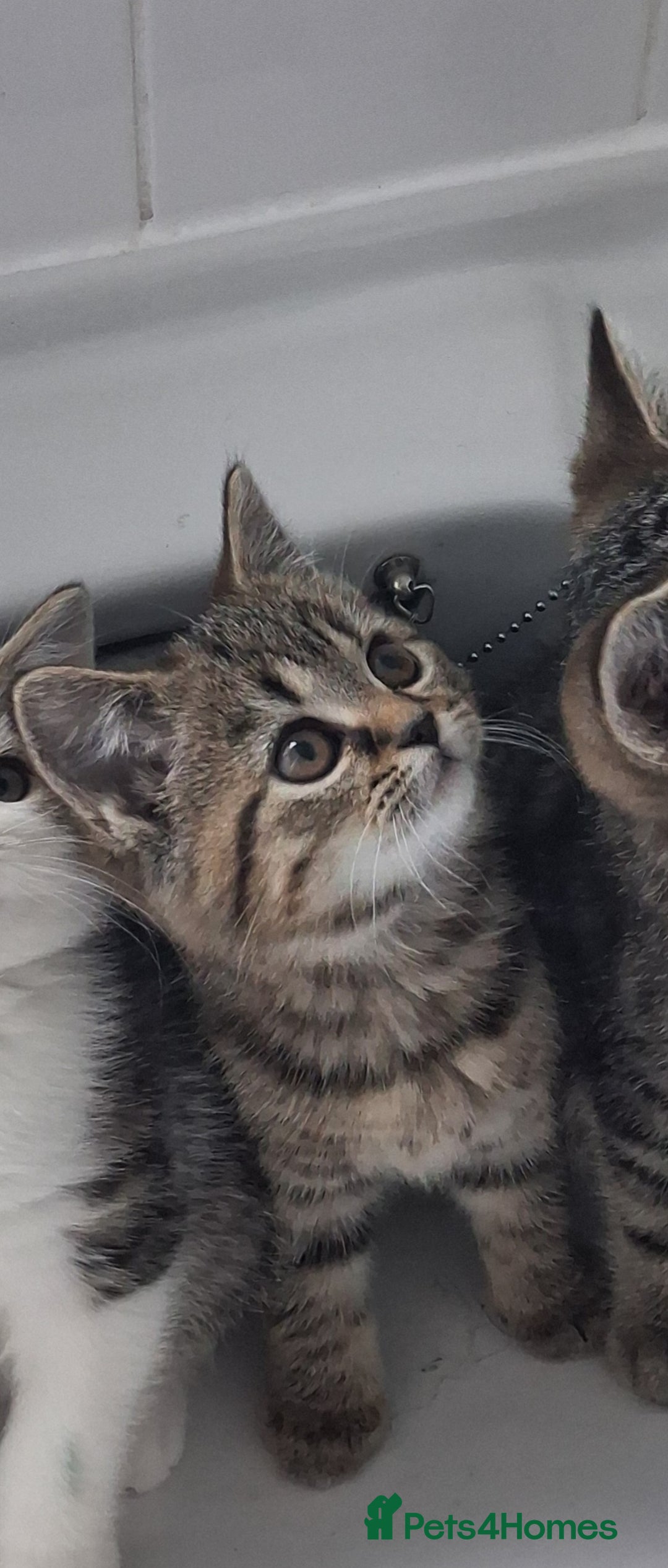 British Shorthair cats for sale: British Shorthair kitten  - Advert 2