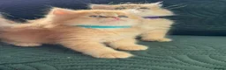 British Longhair cats for sale: CHUNKY, BEAUTIFUL BLH GOLDEN KITTENS  - Advert 4