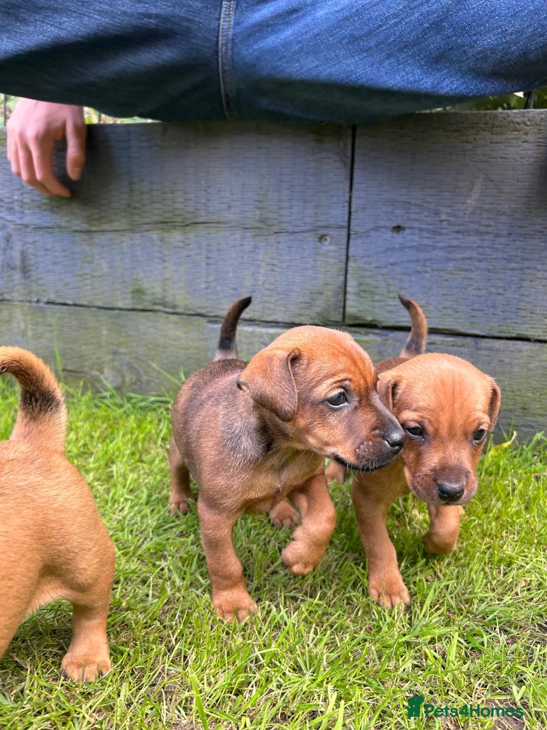 Mixed Breed dogs for sale: Border terrier x patterdale puppies  - Image 7