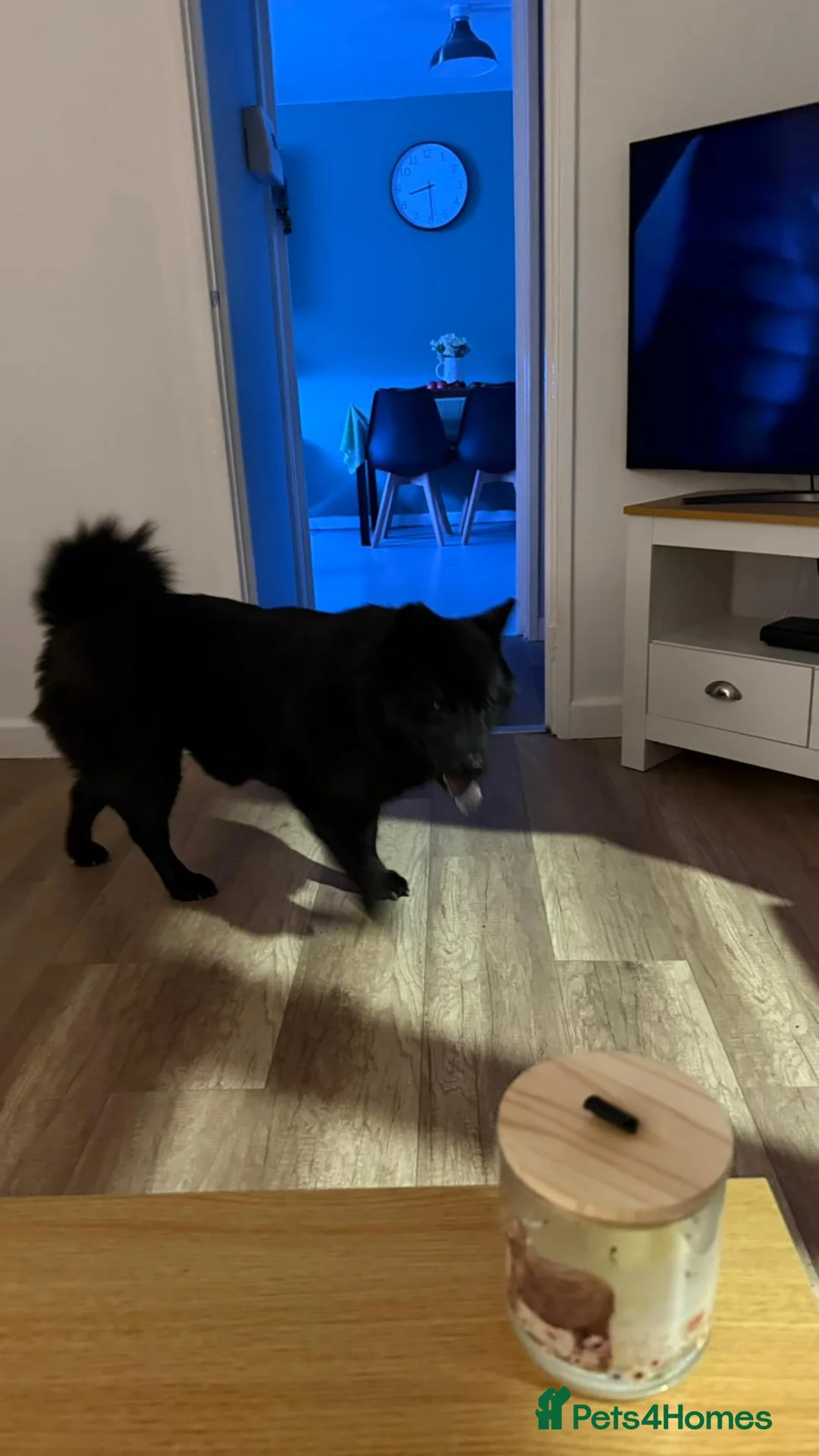 Mixed Breed dogs for sale: Amazing Chowski looking for a loving home - Advert 3