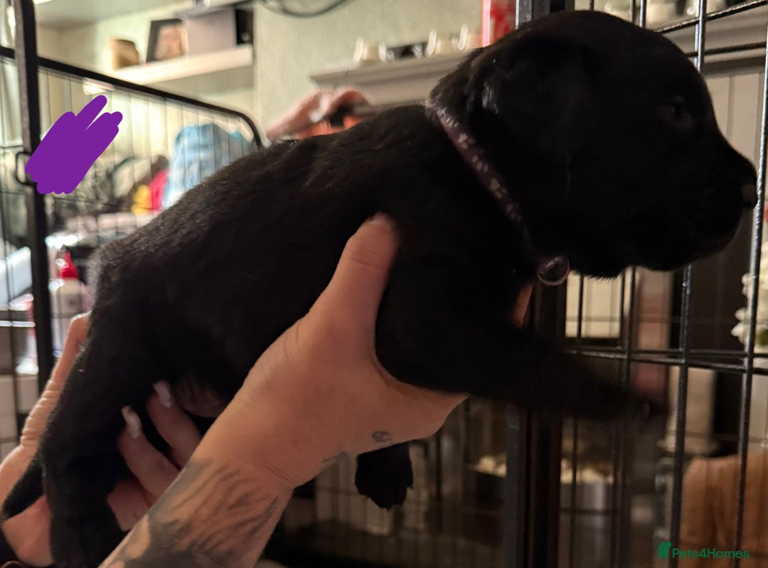 Labrador Retriever dogs for sale: Stunning litter of pure bred black Labrador pups  - Image 20