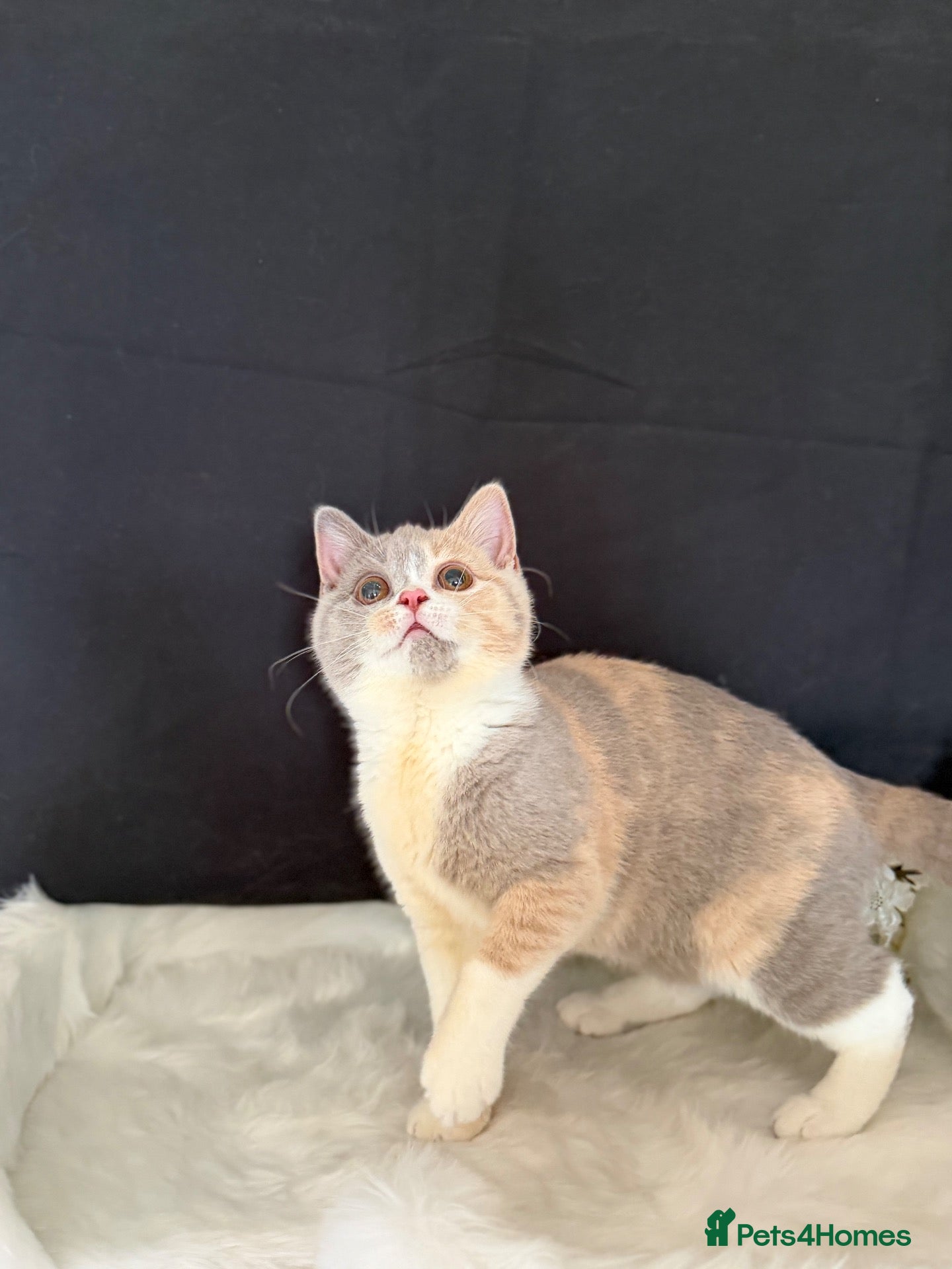 British Shorthair cats READY NEXT WEEK - FULL PEDIGREE REGISTERED BSH - Advert 2
