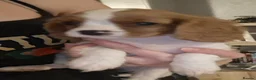 Cavalier King Charles Spaniel dogs for sale: Cavalier King Charles spaniel pups - Advert 2