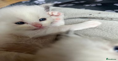 Ragdoll cats - Advert 5
