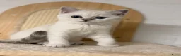 British Shorthair cats for sale: Beautiful kittens in Luton - Advert 22