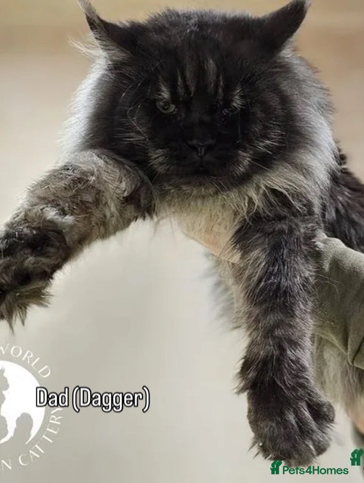 Maine Coon cats Active breeding champion maincoon  - Advert 2