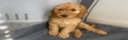 Cockapoo dogs for sale: Toy Cockapoo puppies in Milton Keynes - Advert 4
