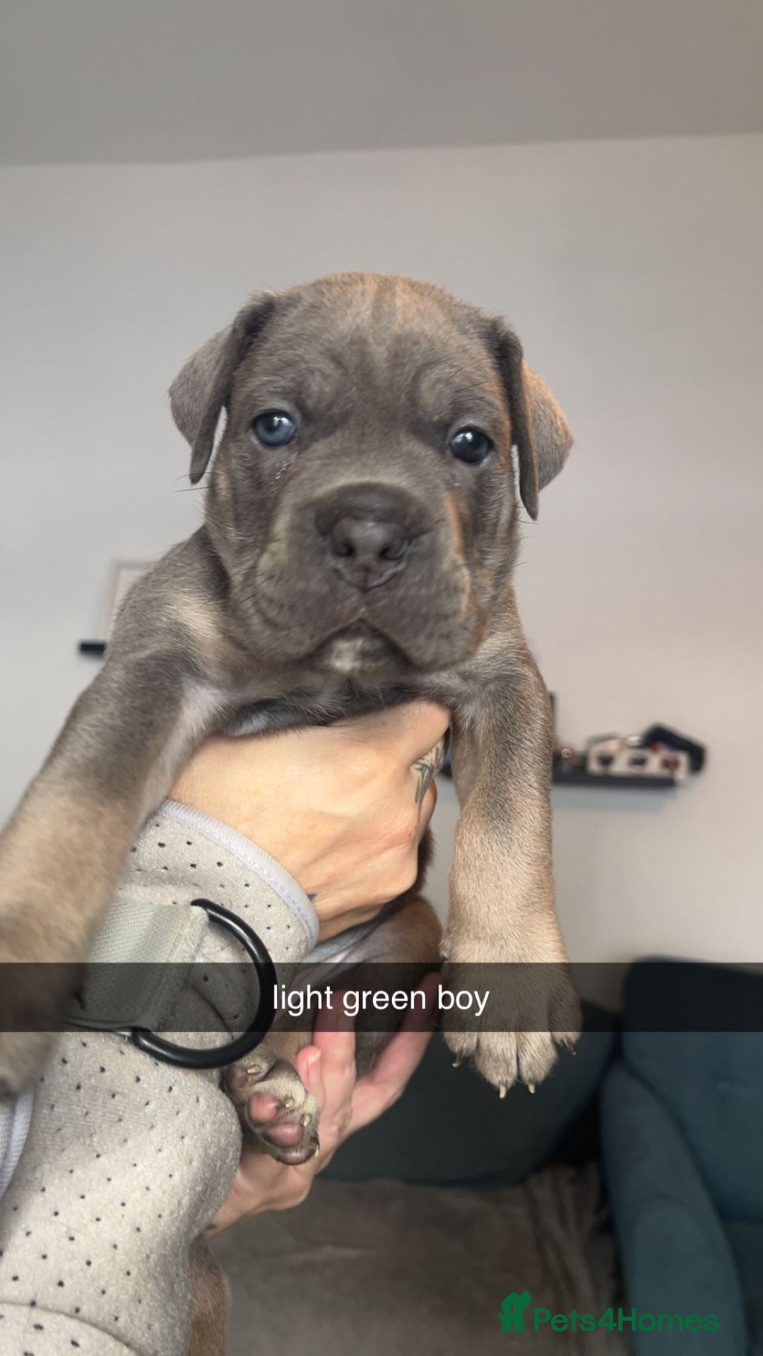 Cane Corso dogs for sale: Beautiful Cane Corso Puppies - Image 3