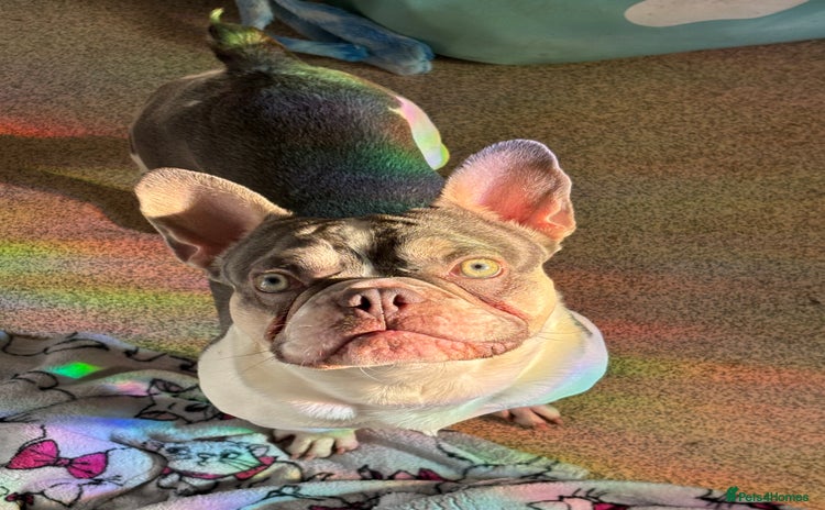 French Bulldog dogs - Advert 12