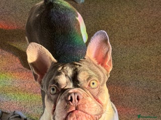 French Bulldog dogs Re uploaded new home needed asap - Advert 4