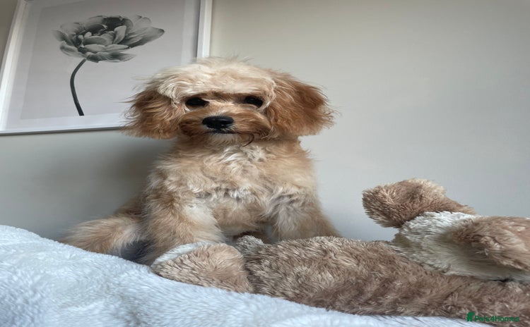 Cavapoo dogs - Advert 1
