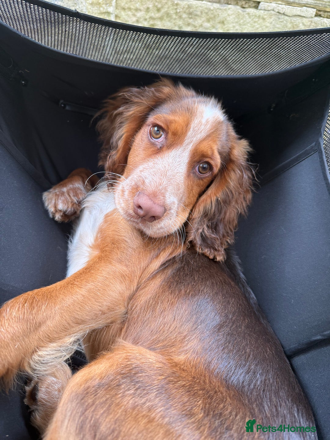 Cocker Spaniel dogs for sale: Working cocker for sale (Mylo)  - Image 6