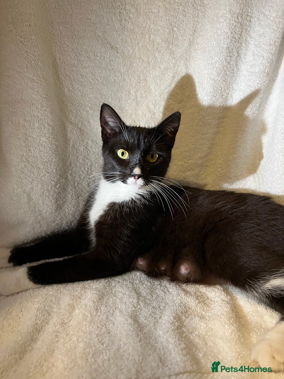Domestic Shorthair cats for sale: 3 Handsome kittens black+white  - Image 8