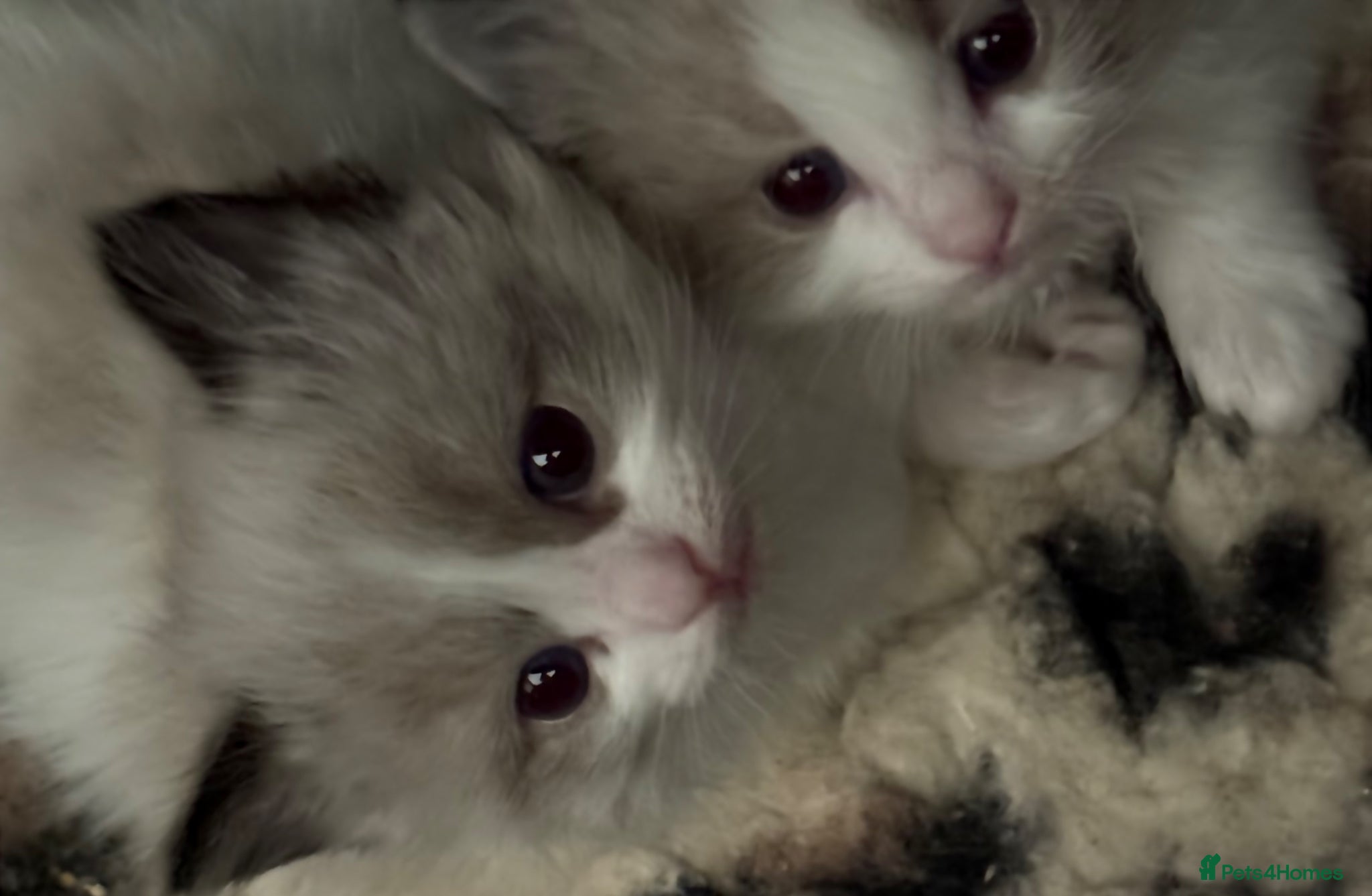 Ragdoll cats 🎖️GCCF🏆RAGDOLLS 4WKS **WAITING LIST OPEN ** - Advert 9