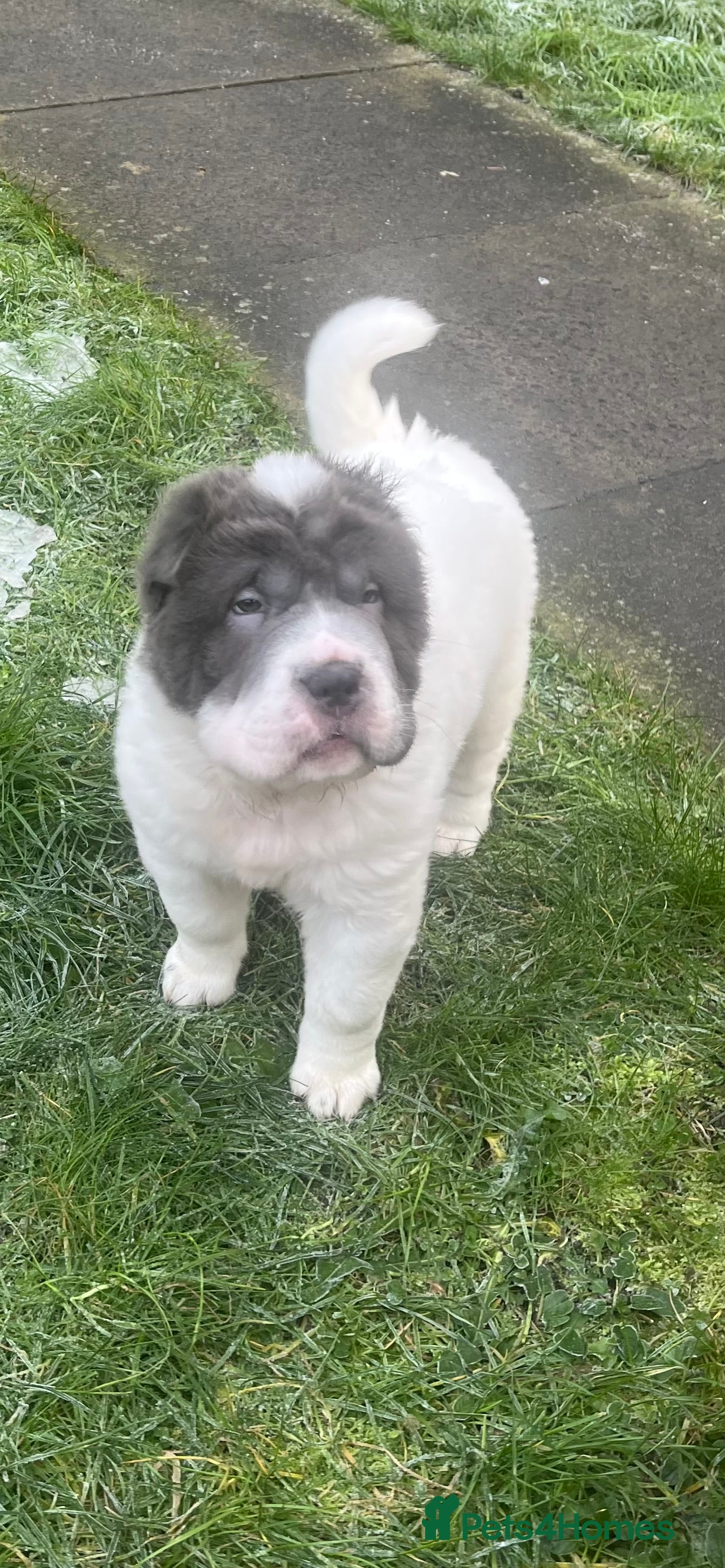 Shar Pei dogs **Ready stunning kc reg 1 boy left !!!! - Advert 2
