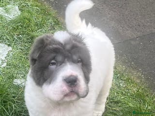 Shar Pei dogs **Ready stunning kc reg 1 boy left !!!! - Advert 18