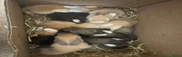 Continental Giant rabbits for sale:  Continental giant babies  in Newcastle upon Tyne - Advert 1