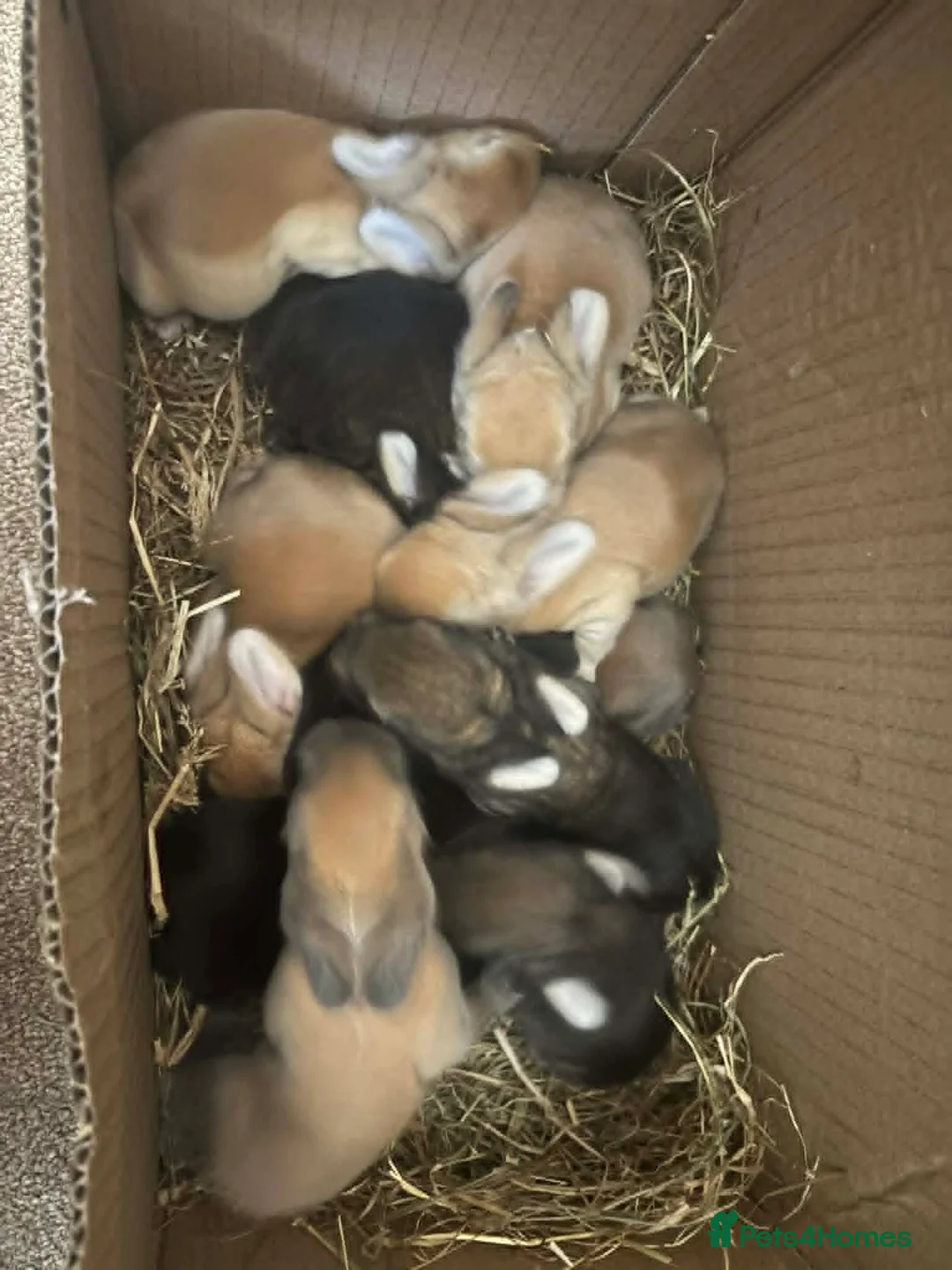 Continental Giant rabbits for sale:  Continental giant babies  in Newcastle upon Tyne - Advert 1