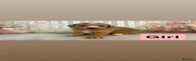 Toy Poodle Puppy 3