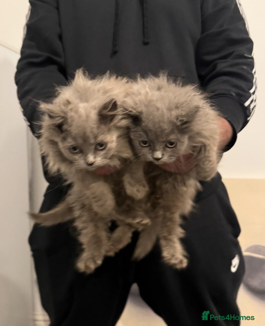 British Longhair cats for sale: Adorable British Longhair Kittens Ready Now! - Advert 20