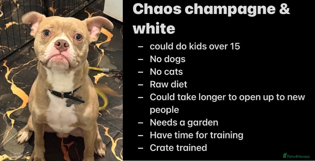 Mixed Breed dogs CHAOS  - Advert 3