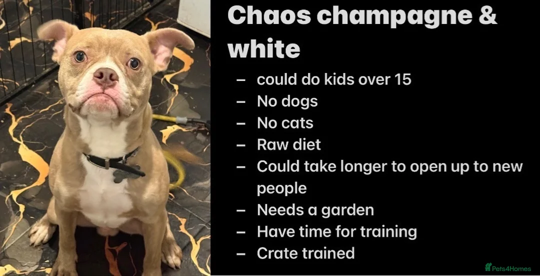 Mixed Breed dogs for sale: French bulldog cross staff - Advert 1