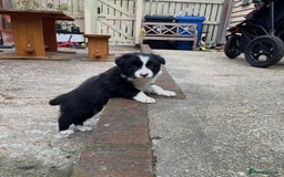 Border Collie dogs for sale: 🏡 Smart, Sweet Border Collie Pups Await You!" - Image 10