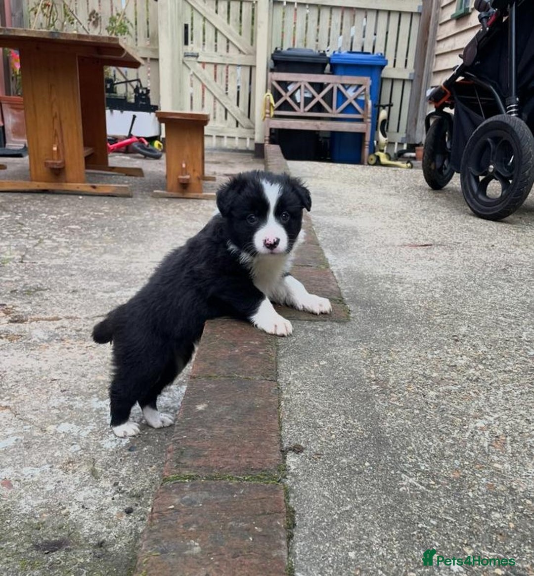 Border Collie dogs for sale: 🏡 Smart, Sweet Border Collie Pups Await You!" - Image 10