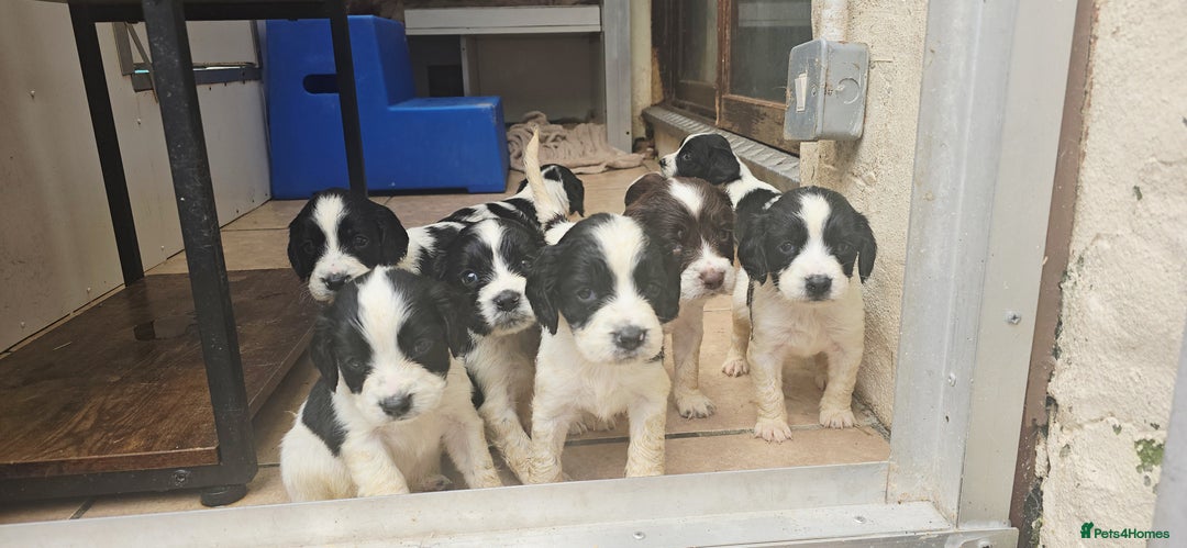 English Springer Spaniel dogs for sale: ⭐️ Ready Stunning KC DNA Vetted, home Ess Pups ⭐️ - Image 27