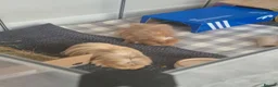 Guinea Pig rodents for sale: Baby boy guinea pig - Advert 8