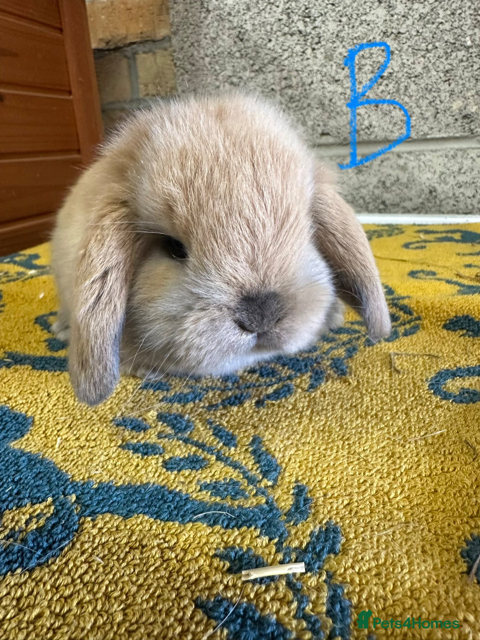 Mini Lop rabbits Mini Lop rabbits For Sale  - Advert 2