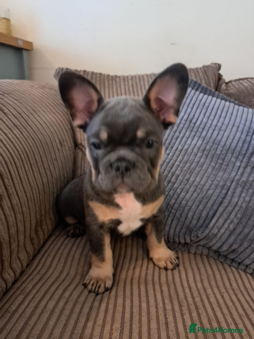 French Bulldog dogs for sale: One pink male french bulldog left  - Advert 29