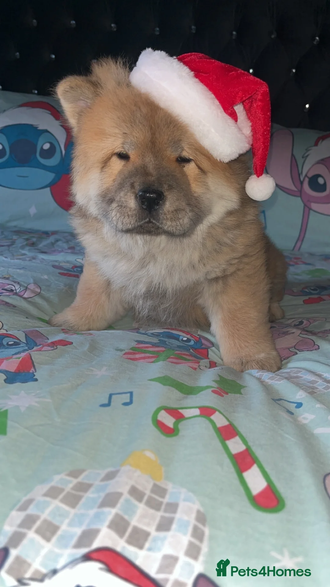 Chow Chow dogs for sale: 1 female left chow chow  - Advert 9