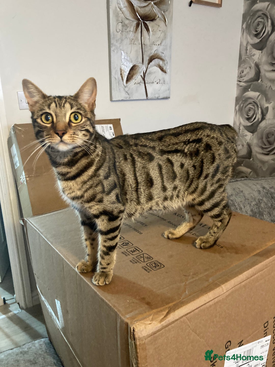 Domestic Shorthair cats for sale: 5 Tabby mother is half Bengal  - Advert 1