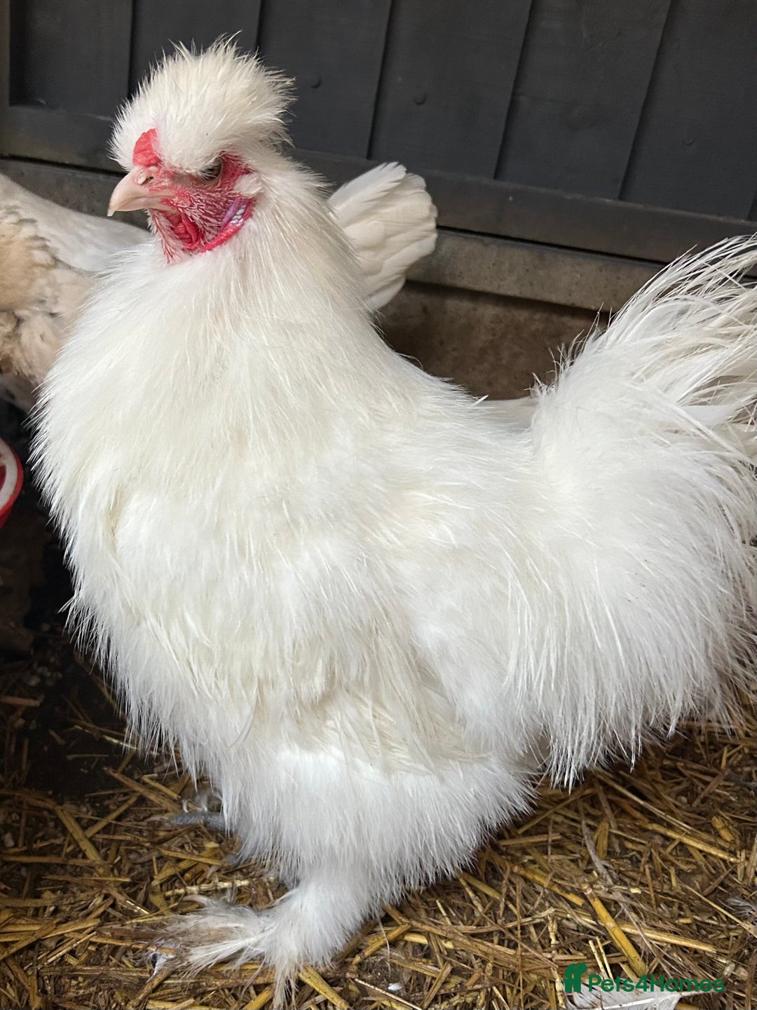 Chickens poultry for sale: Silkie cockerels & unsexed grower - Advert 6