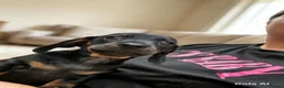 Miniature Dachshund dogs for sale: Dachshund mini puppies  in Hastings - Advert 17