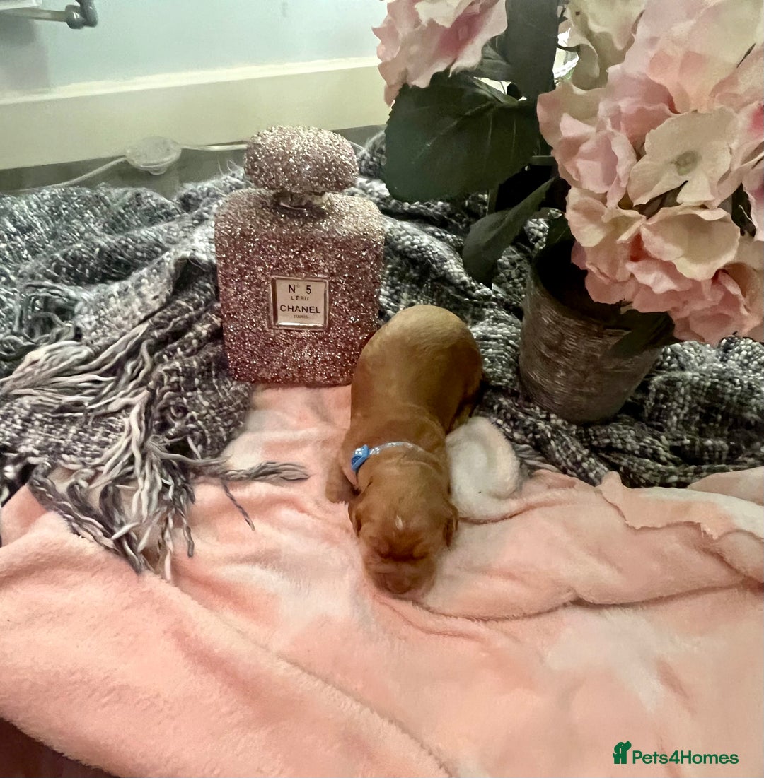 Cocker Spaniel dogs for sale: Pedigree Cocker Spaniel Puppies Fir Sale  - Advert 7