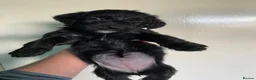 Mixed Breed dogs for sale: Whippet cross toy poodle   - Advert 21