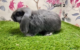 Mini Lop rabbits for sale: Mini lop baby rabbits  - Image 4