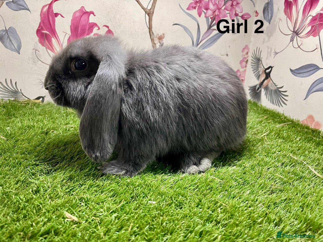 Mini Lop rabbits for sale: Mini lop baby rabbits  - Image 4