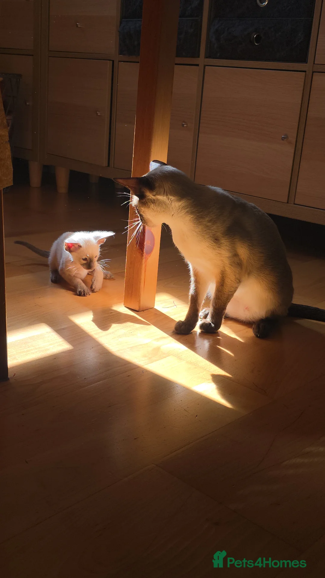 Siamese cats for sale: Chocolate point Siamese  female kitten available  - Advert 2