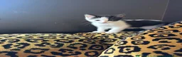 Mixed Breed cats for sale: Two female left - Advert 11