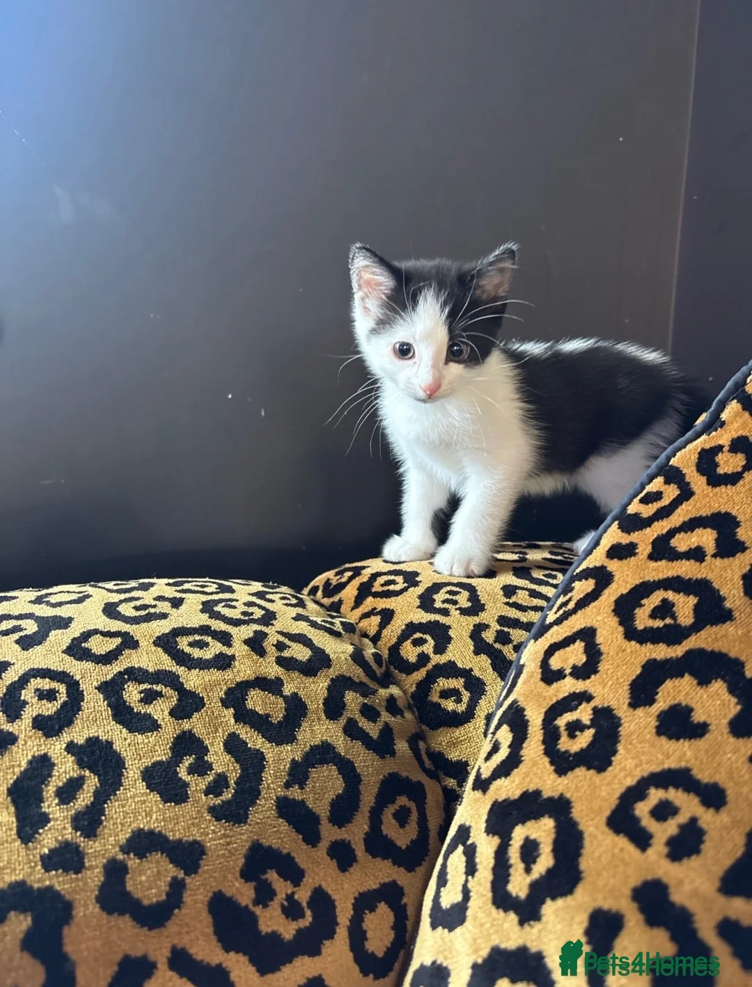 Mixed Breed cats for sale: Two female left - Advert 11